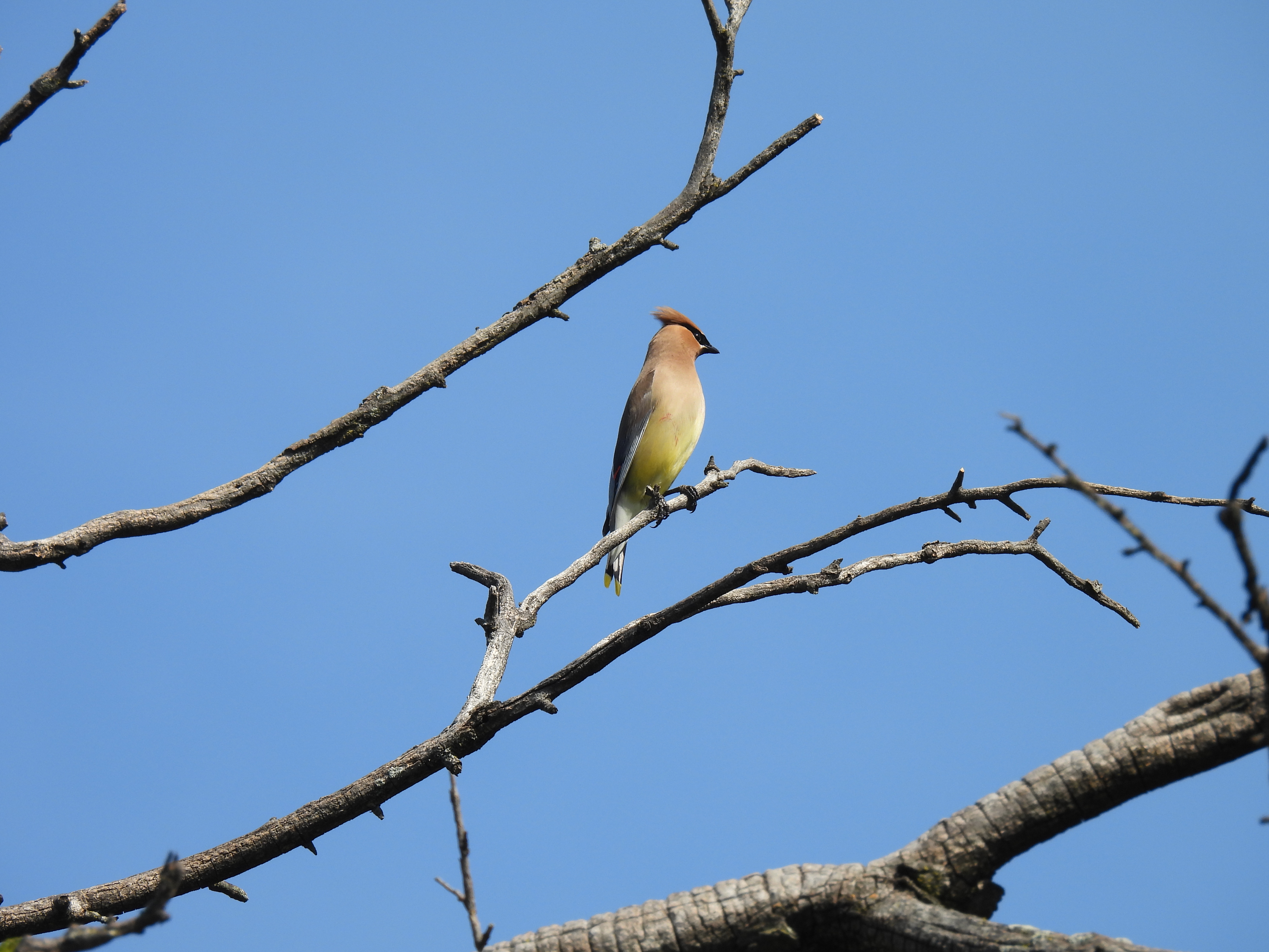 Cedar Waxwing