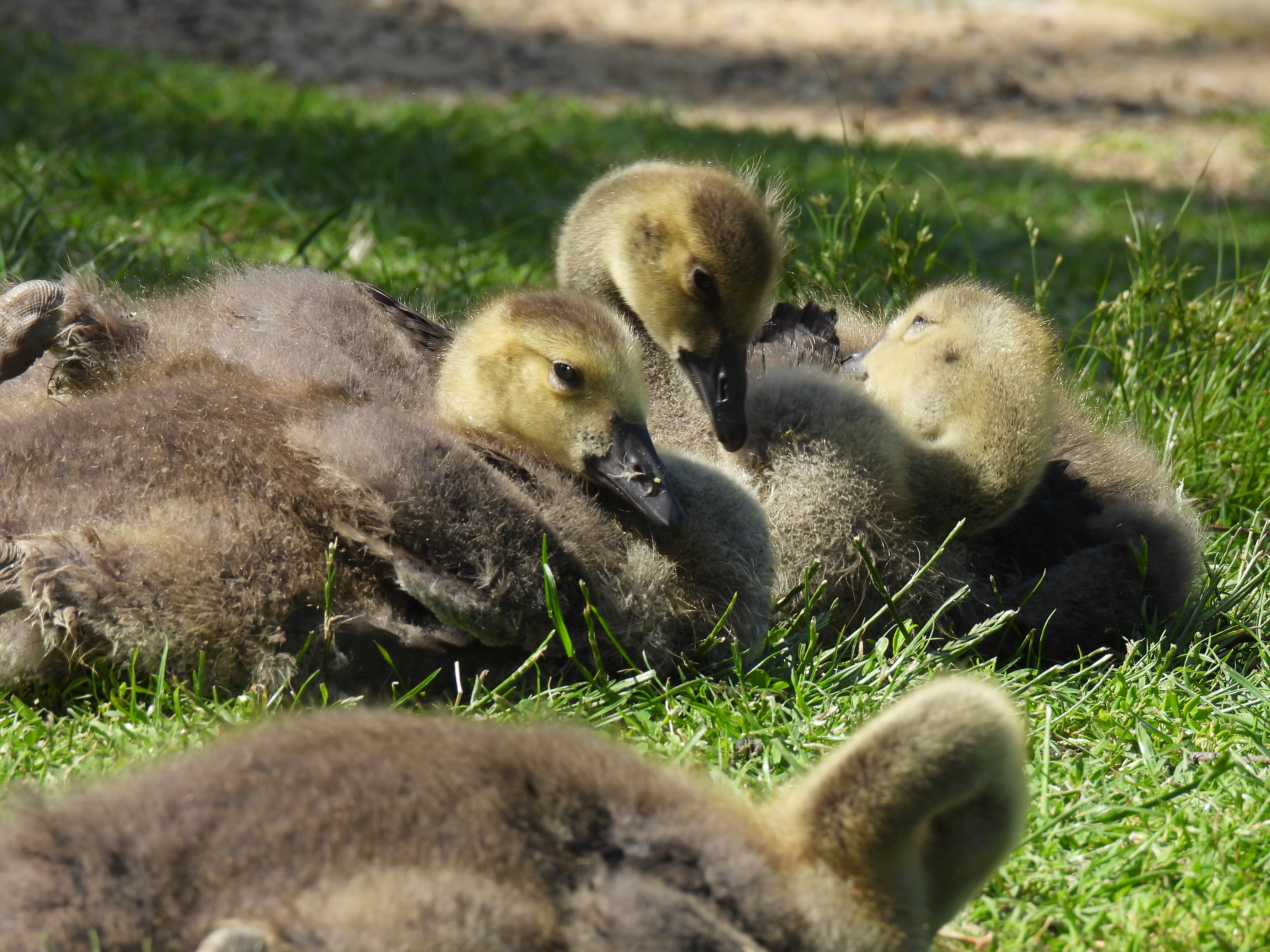 Canada Goslings