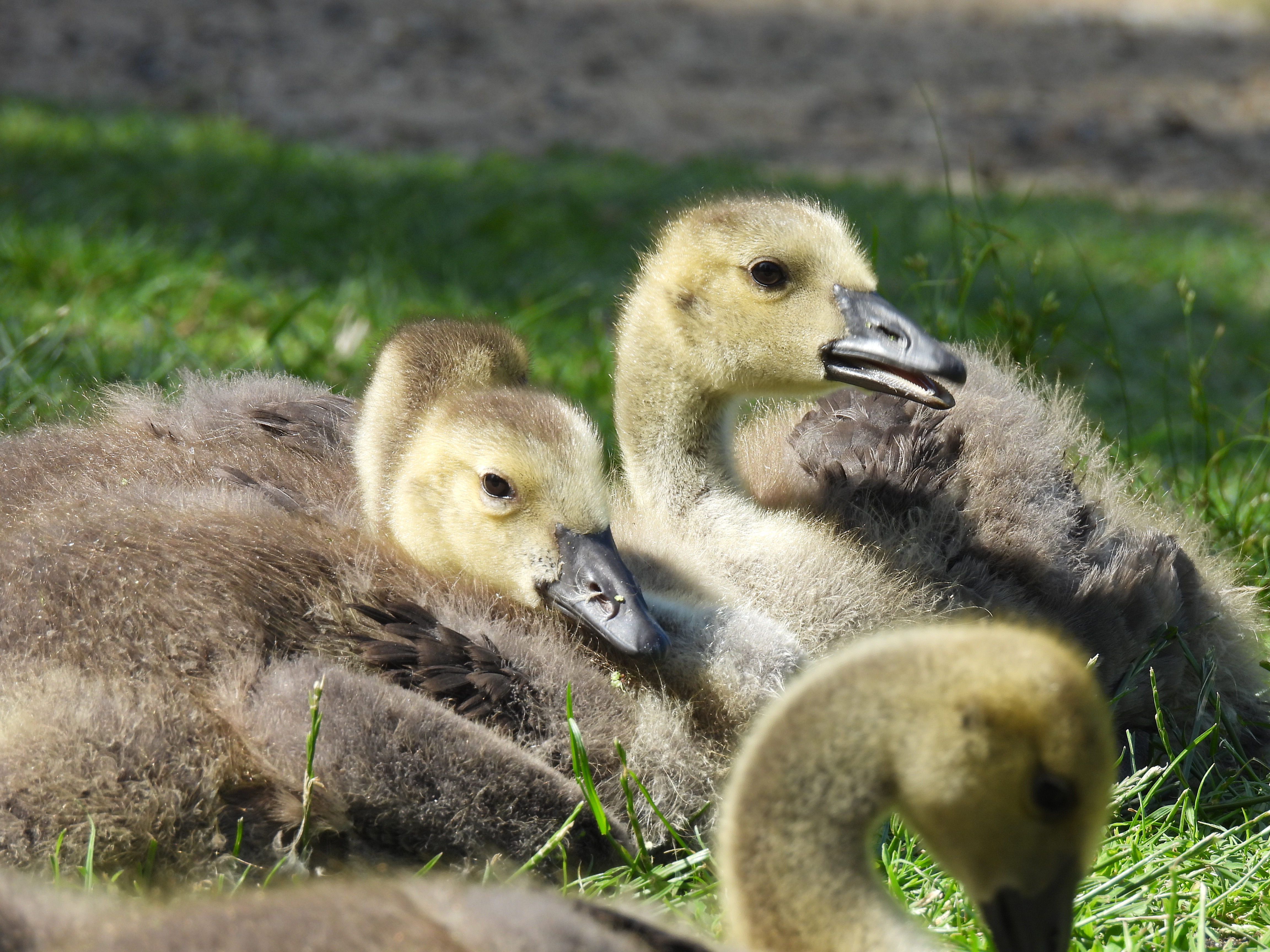Canada Goslings