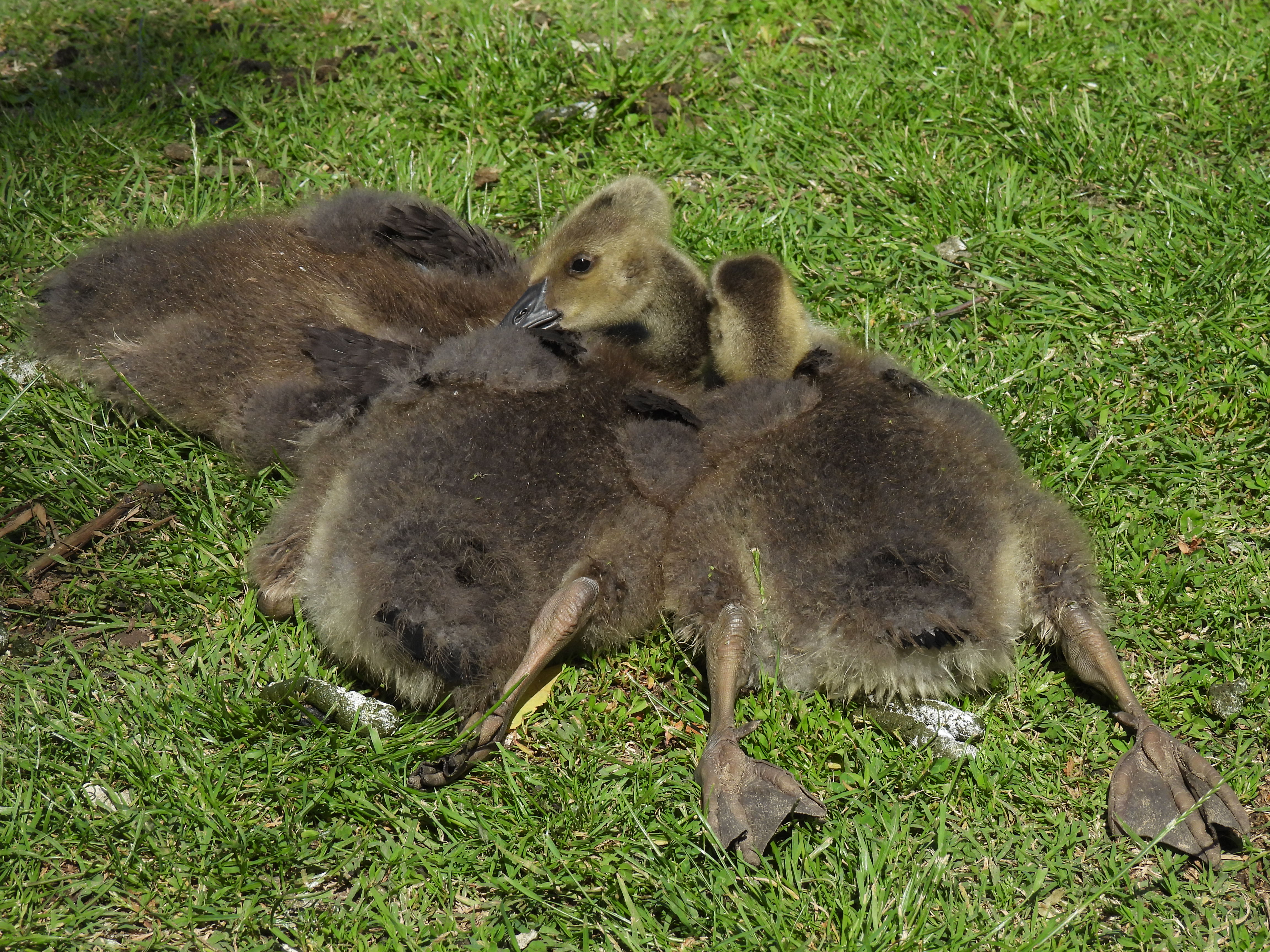 Canada Goslings