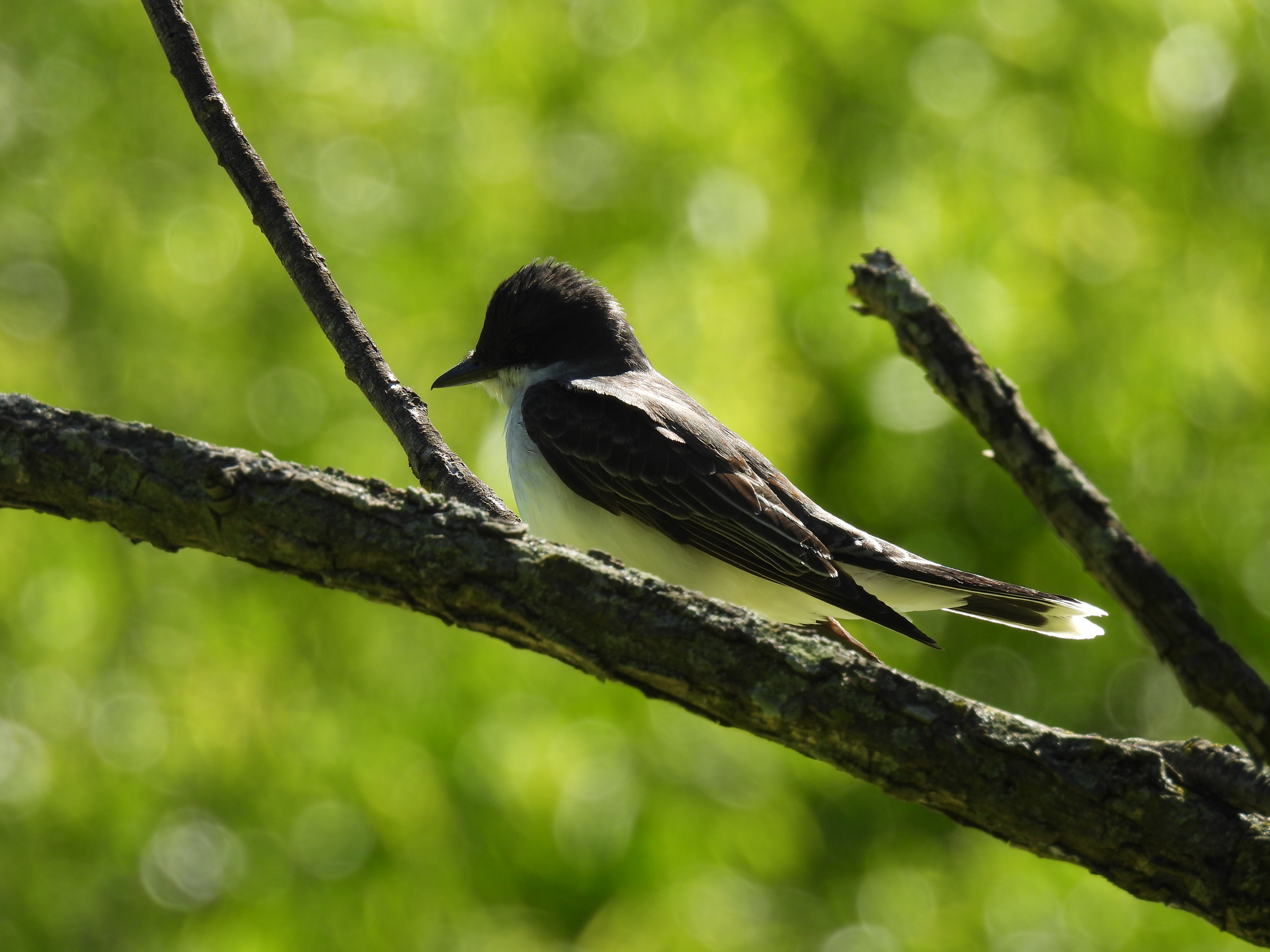 Eastern Kingbird