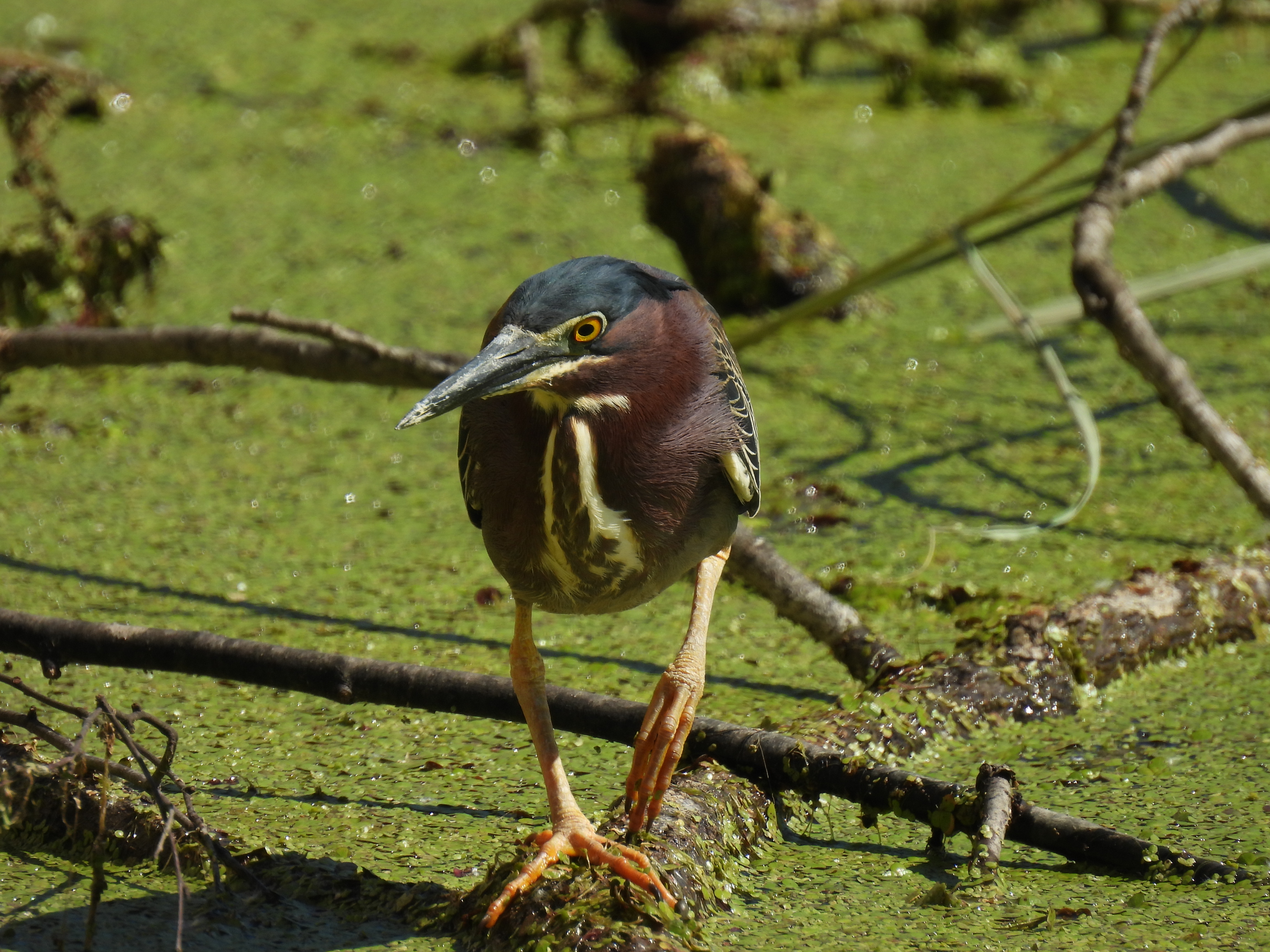 Green heron