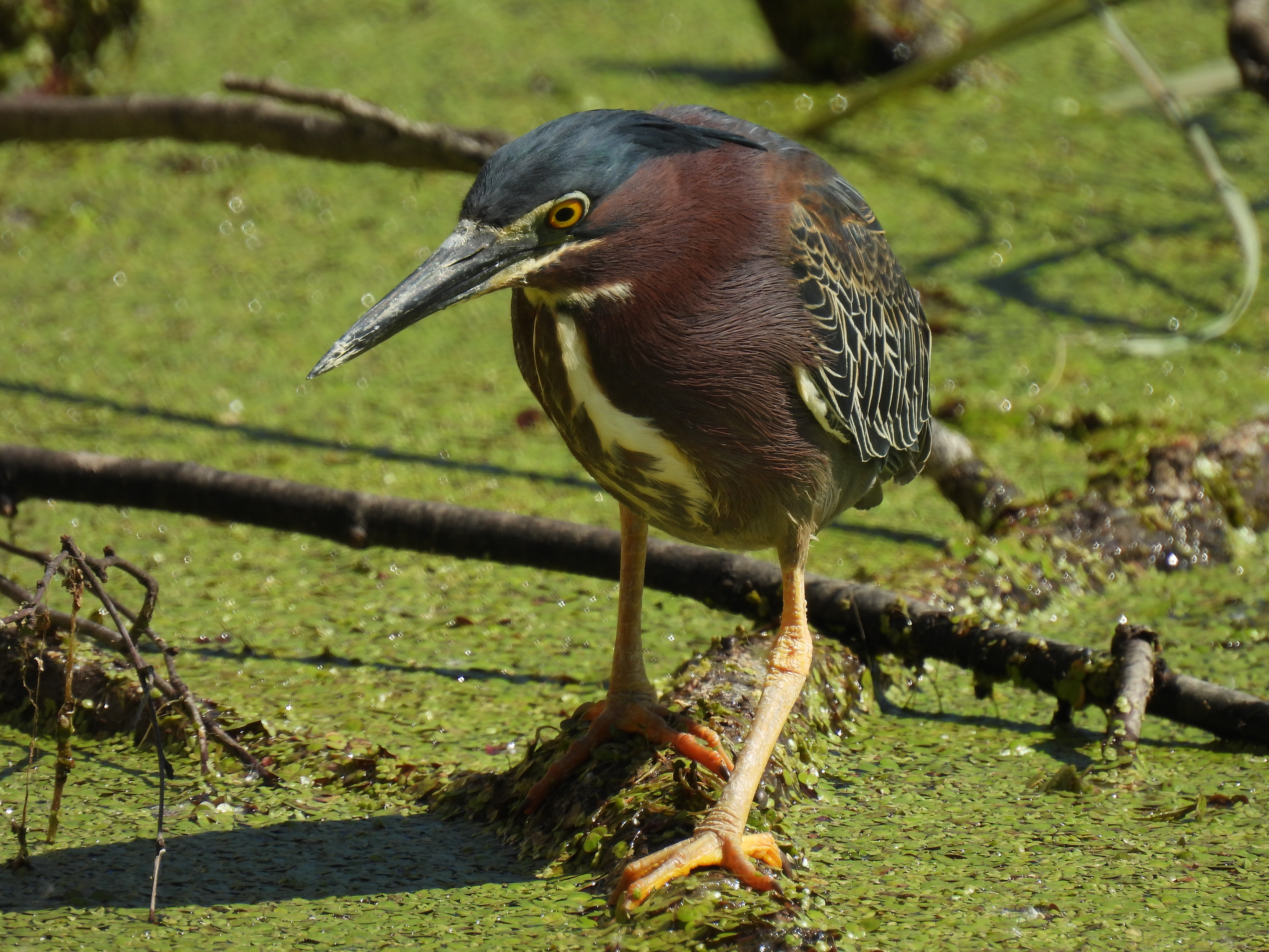 Green heron