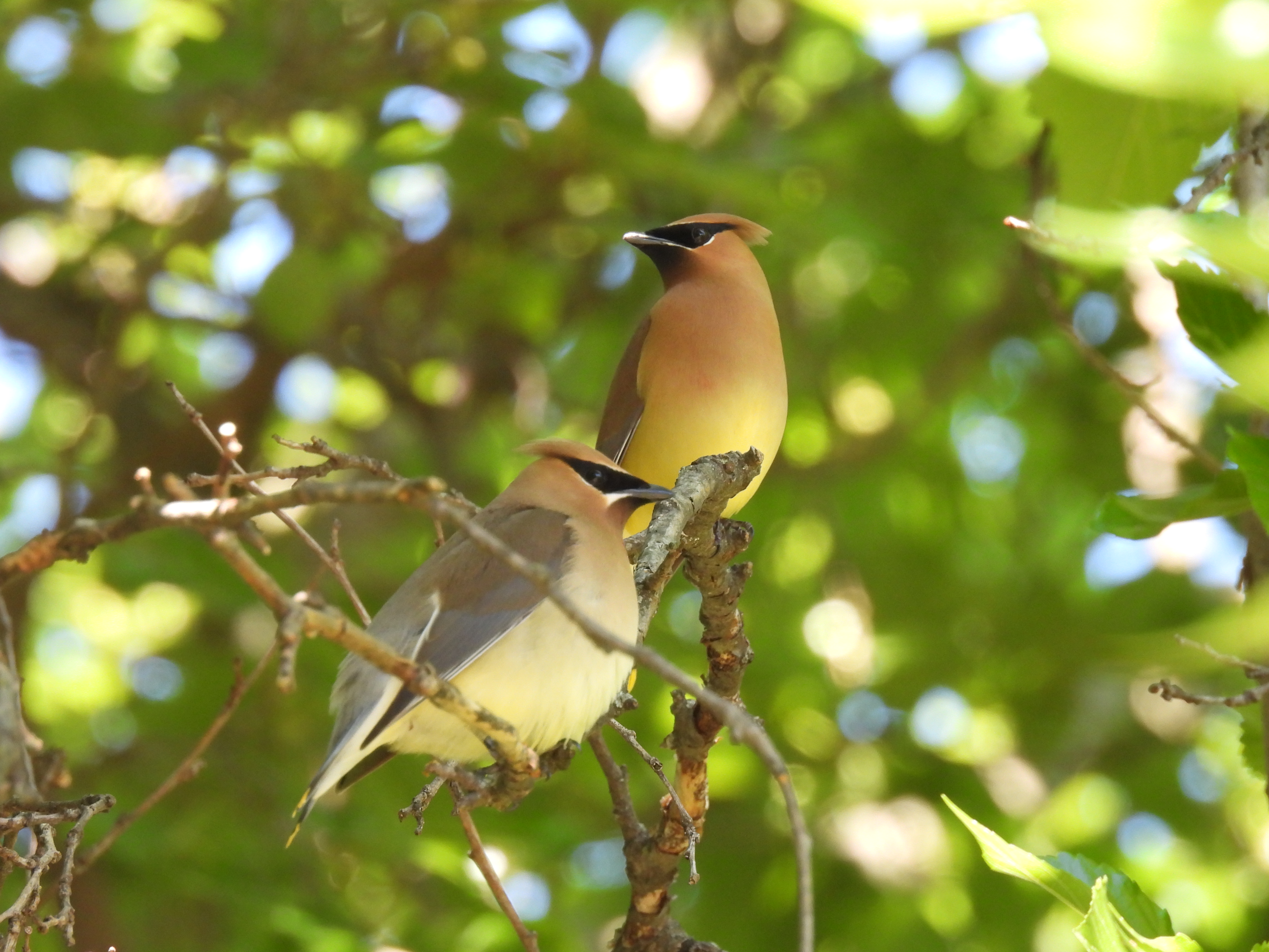 Cedar Waxwings