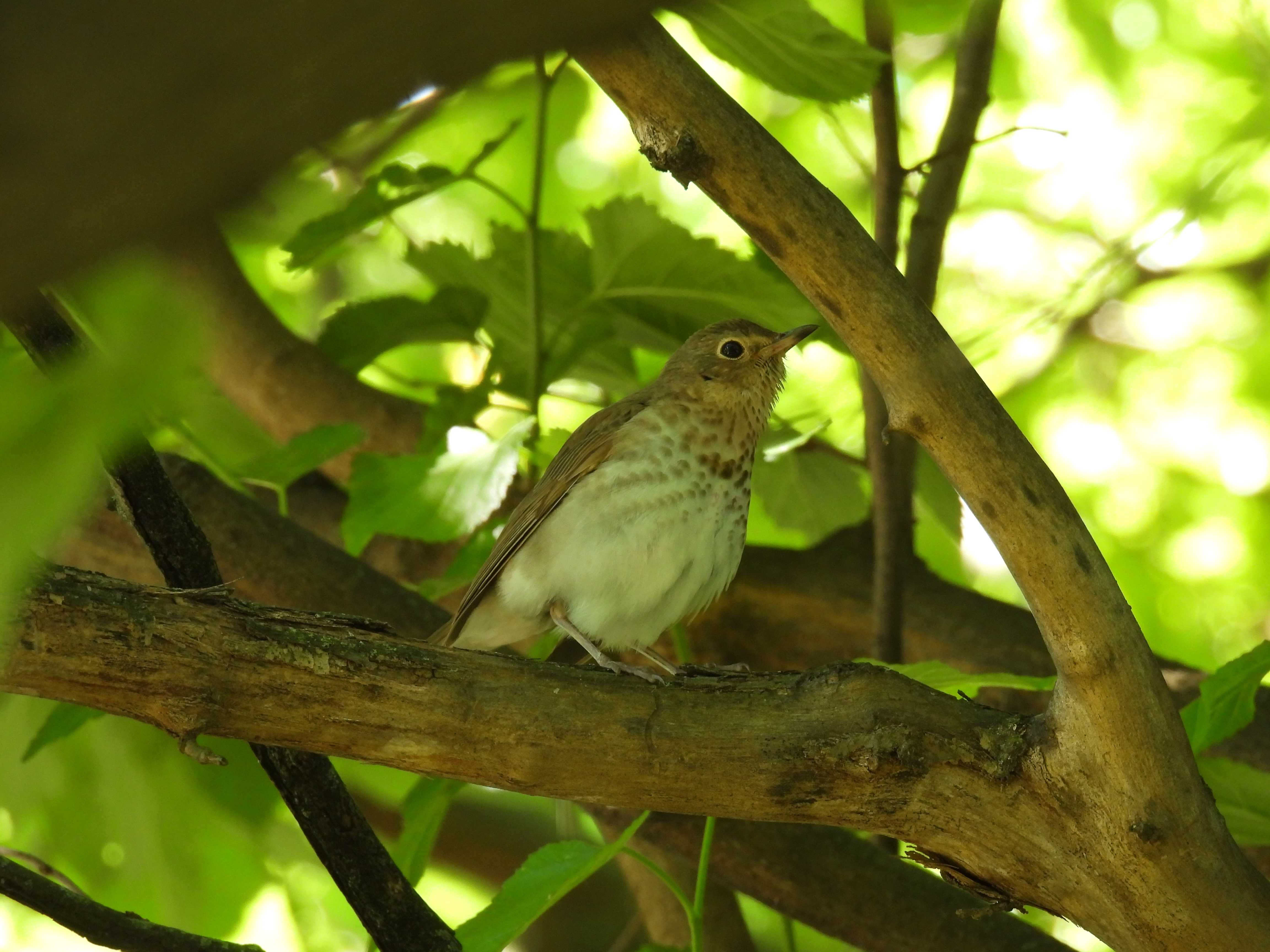 Swainson's Thrush