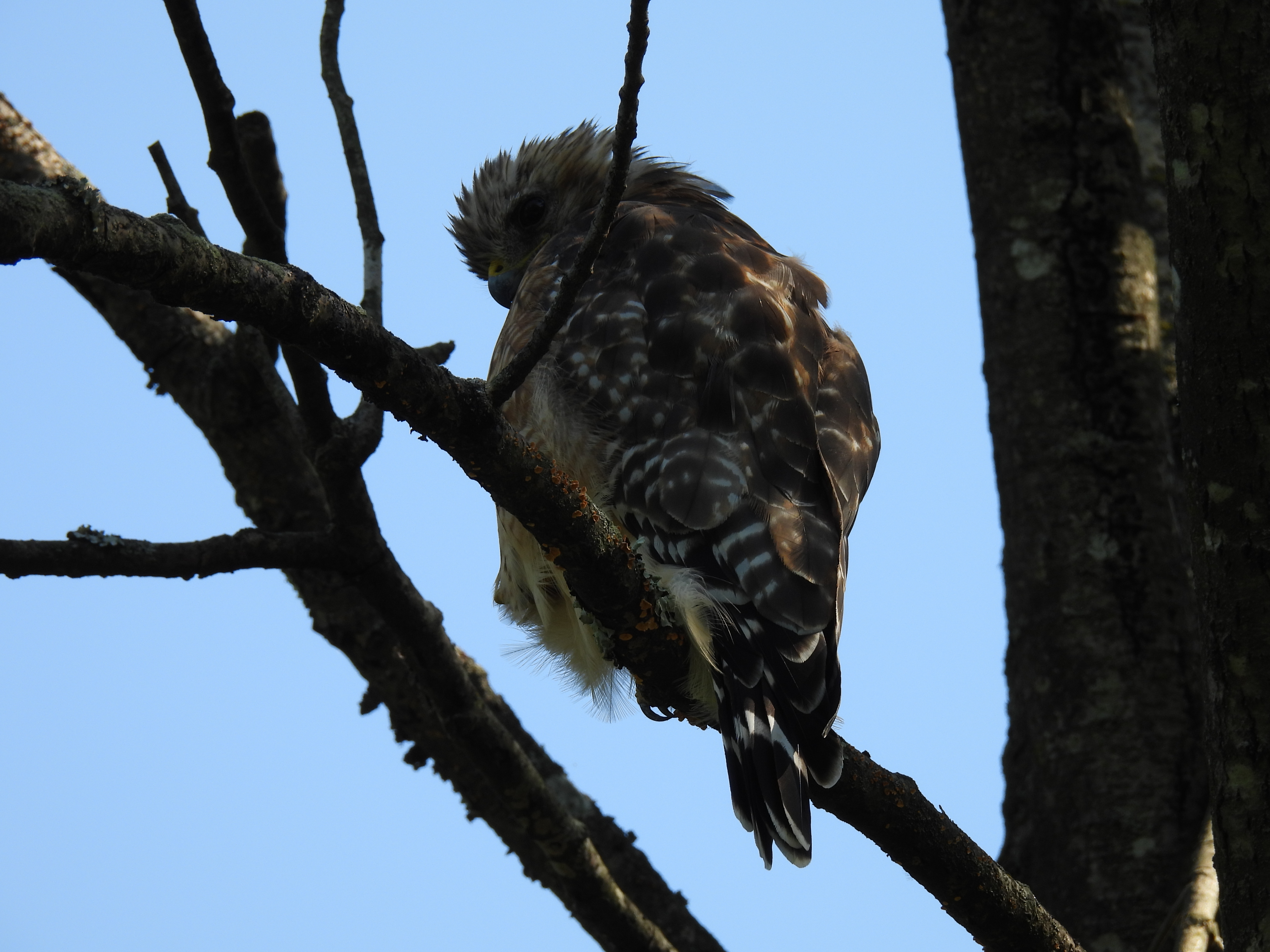 Red-shouldered hawk