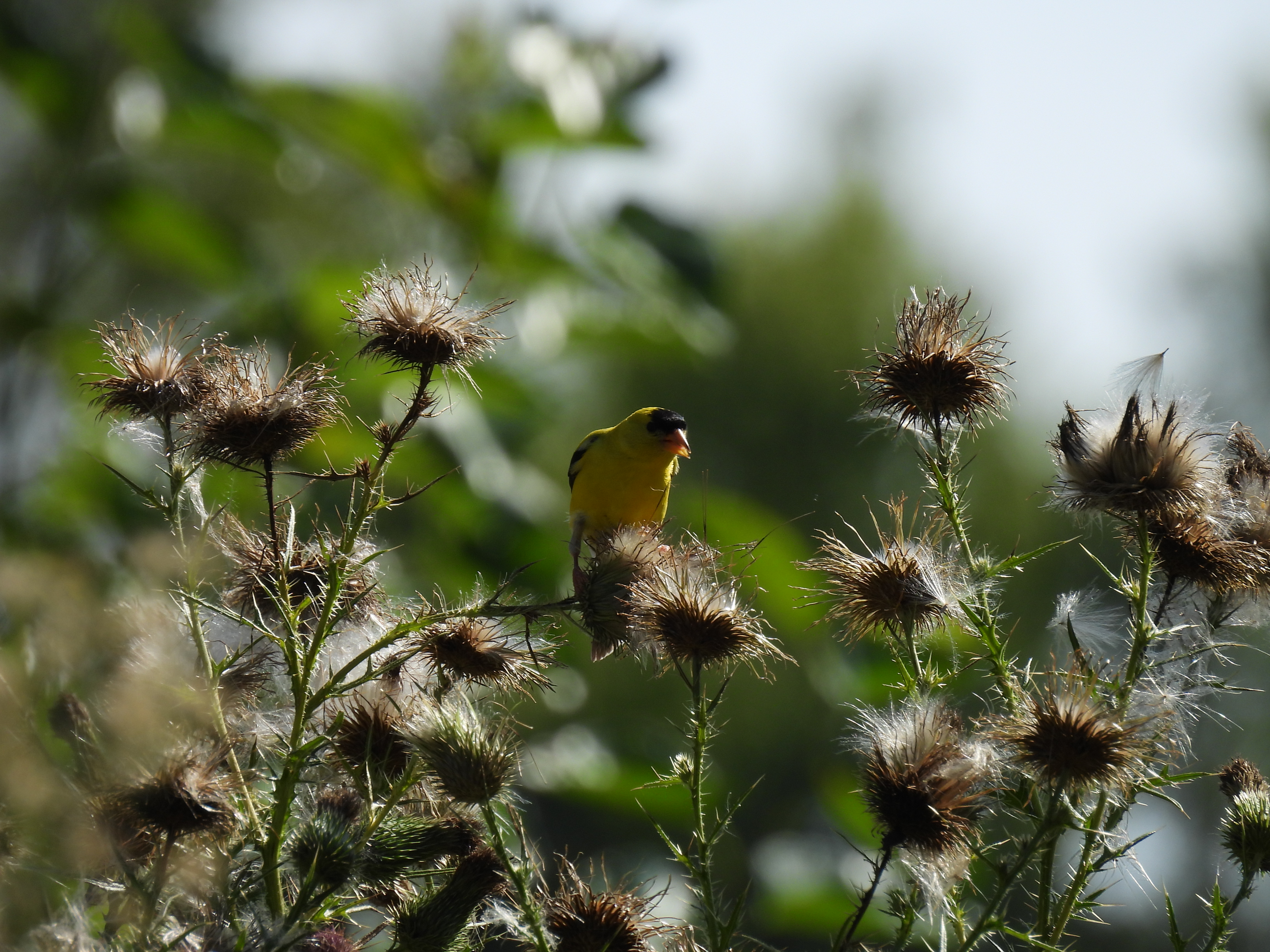 Goldfinch
